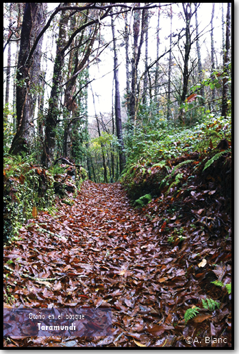 Bosque otoño Asturias Taramundi