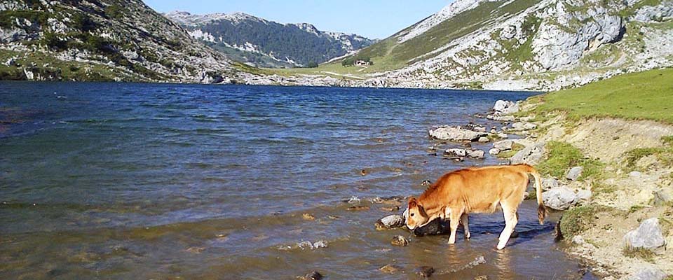 lagos, covadonga, santina, asturias